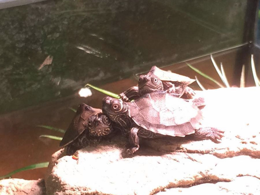 animaxx-reptiel-3