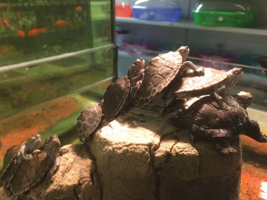 animaxx-reptiel-6