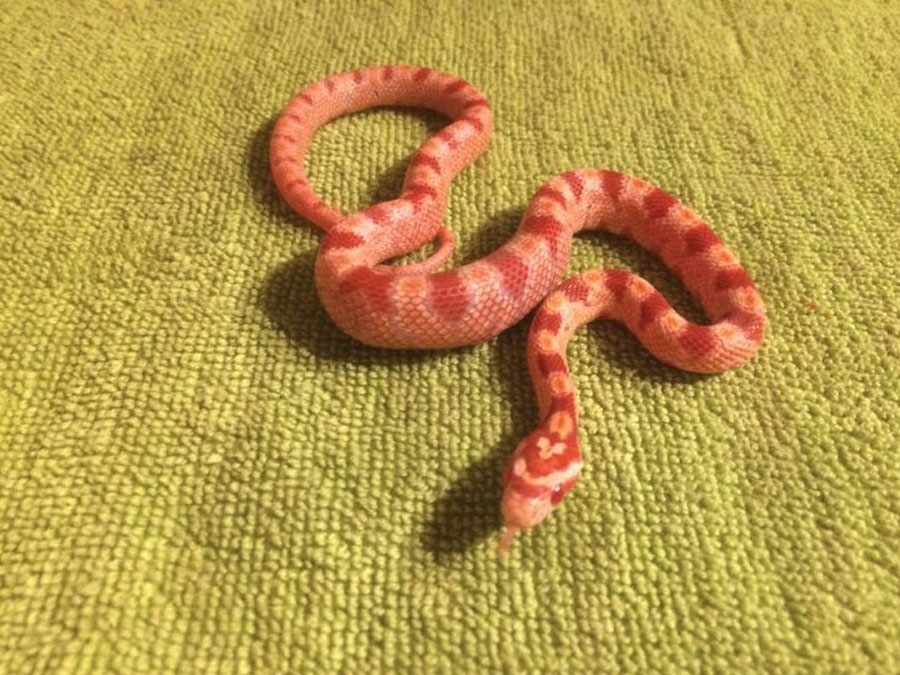 animaxx-reptiel-7